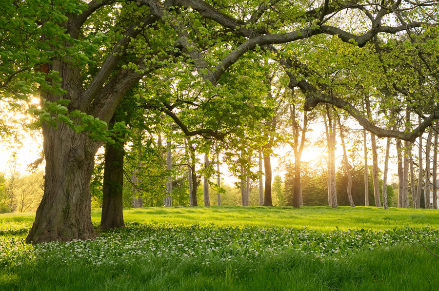 Verdant Mural Wallpaper