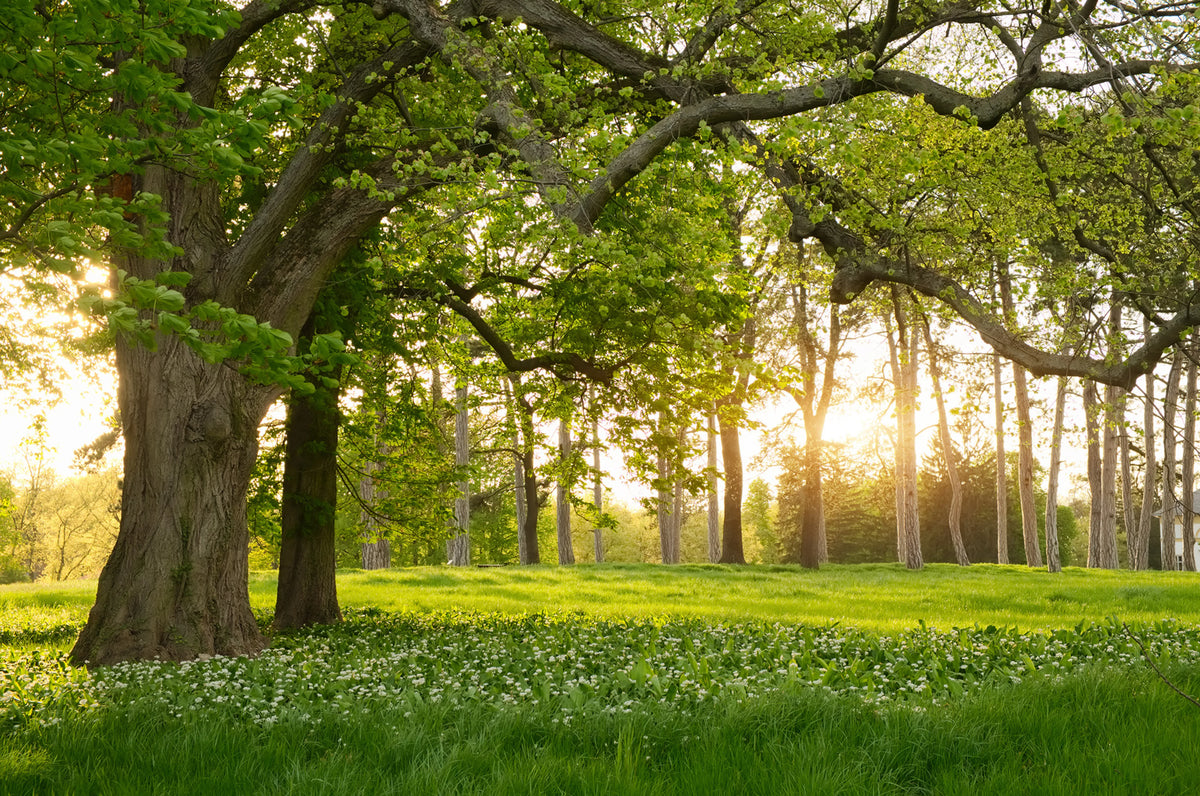Verdant Mural Wallpaper - pure wallpaper artwork