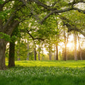 Verdant Mural Wallpaper - pure wallpaper artwork
