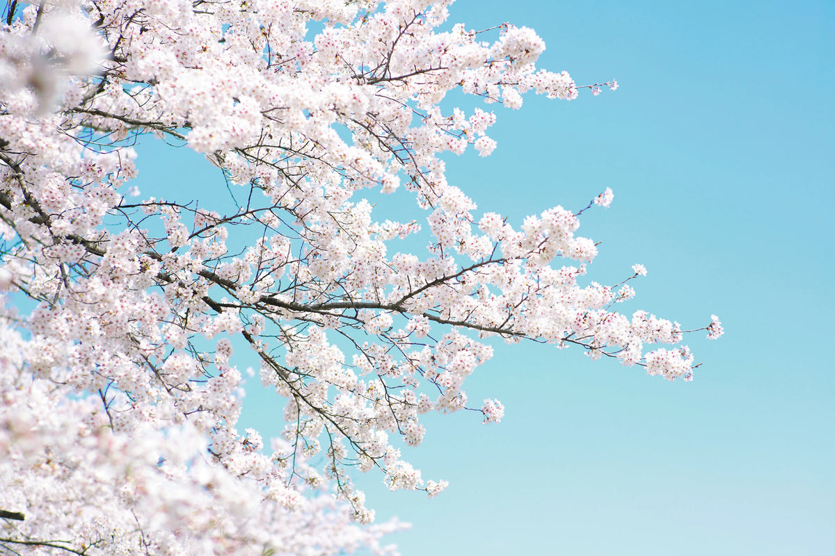 Cherry Tree Mural Wallpaper - pure wallpaper artwork