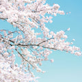 Cherry Tree Mural Wallpaper - pure wallpaper artwork