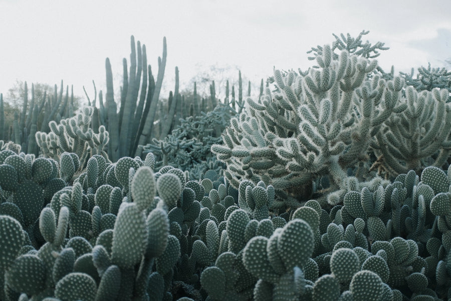Cacti Mural Wallpaper