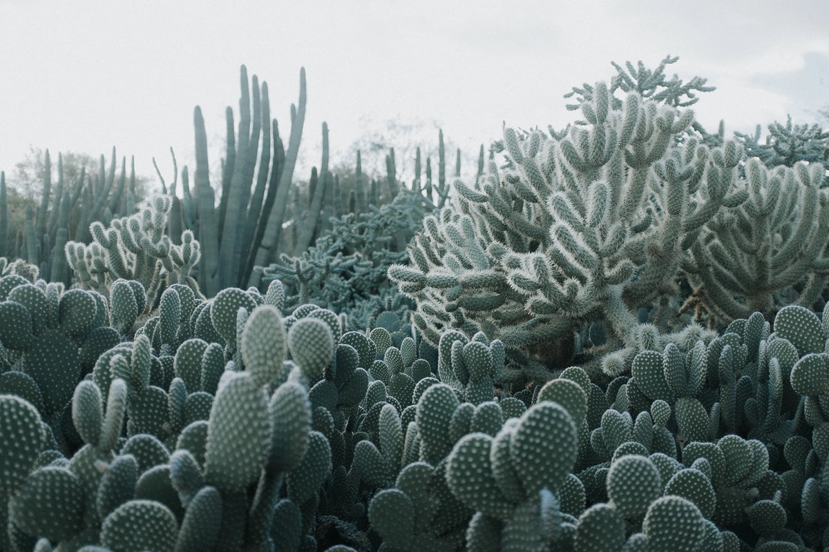 Cacti Mural Wallpaper - pure wallpaper artwork