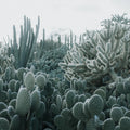 Cacti Mural Wallpaper - pure wallpaper artwork