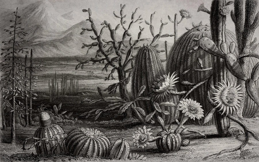 Cactus Garden Mural Wallpaper