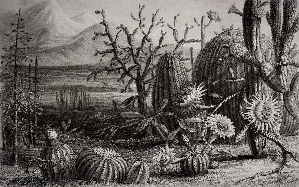 Cactus Garden Mural Wallpaper - pure wallpaper artwork
