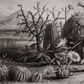 Cactus Garden Mural Wallpaper - pure wallpaper artwork