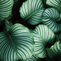Beetle Valley Mural Wallpaper - pure wallpaper artwork