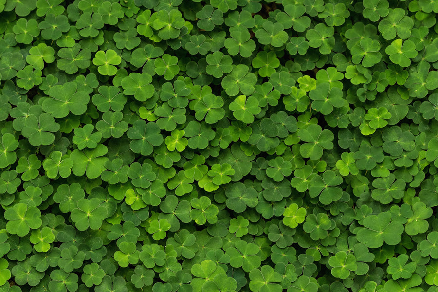 Clover Mural Wallpaper