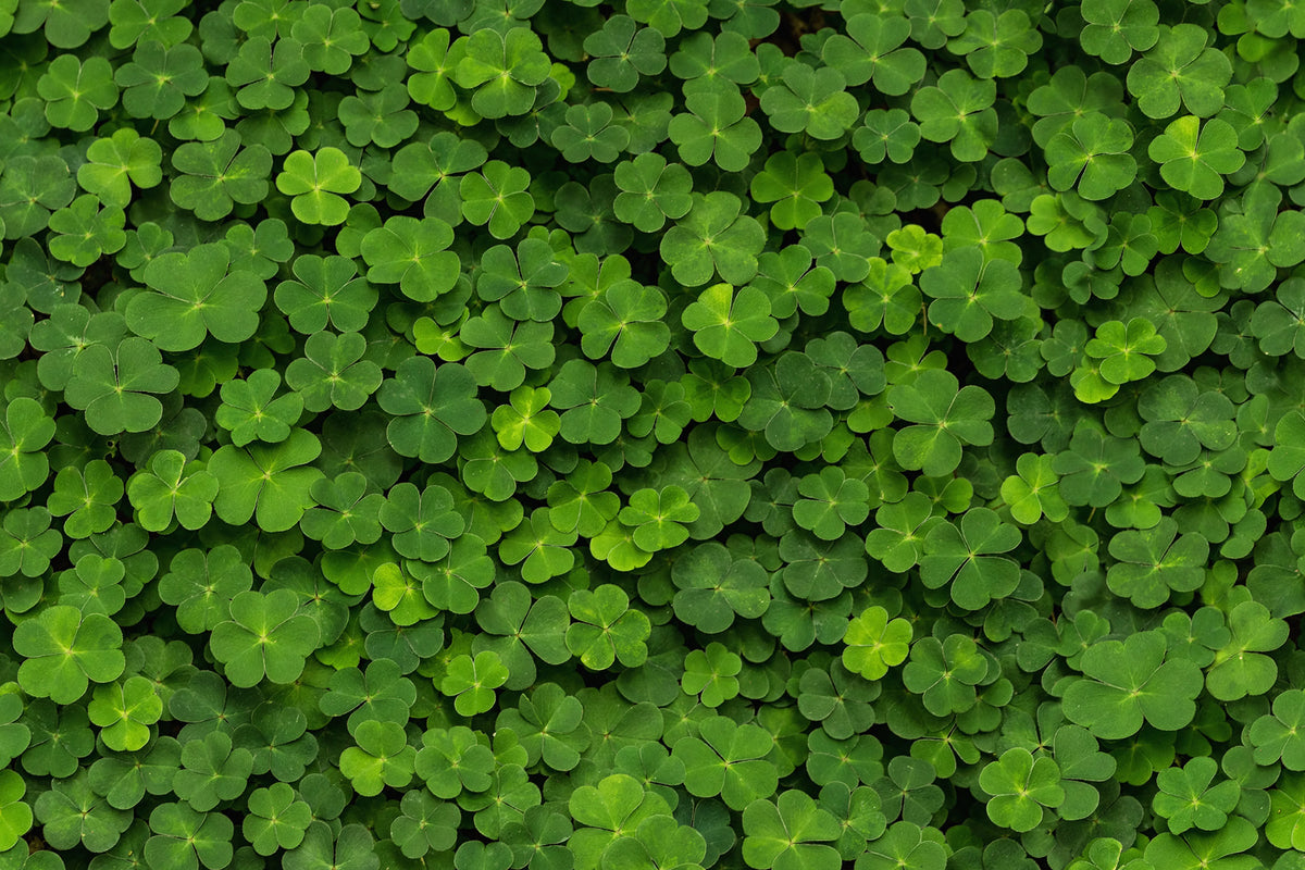 Clover Mural Wallpaper - pure wallpaper artwork