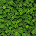 Clover Mural Wallpaper - pure wallpaper artwork