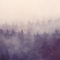 Fir Forest Mural Wallpaper - pure wallpaper artwork