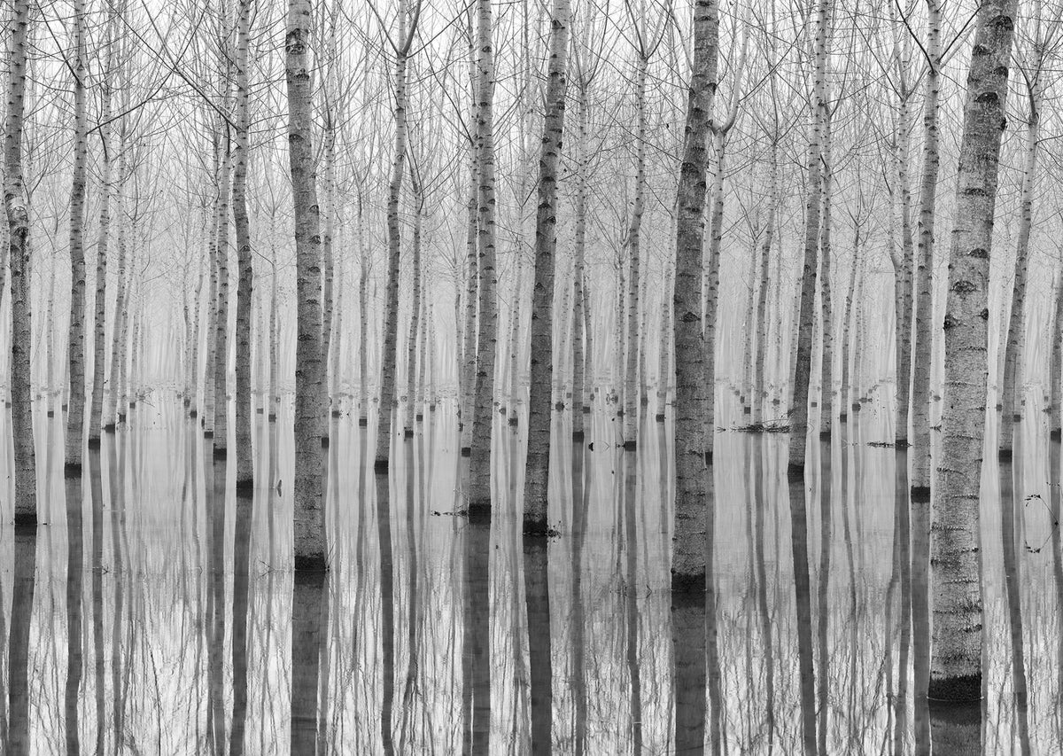 Birch Echo Mural Wallpaper - pure wallpaper artwork