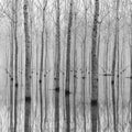 Birch Echo Mural Wallpaper - pure wallpaper artwork