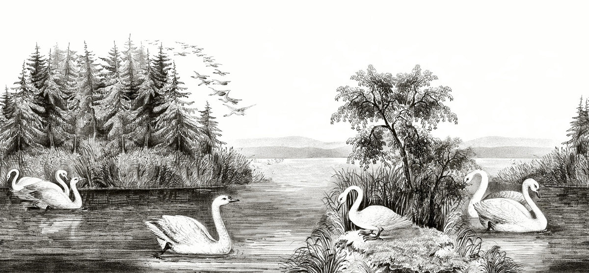 Swan Lake Mural Wallpaper - pure wallpaper artwork