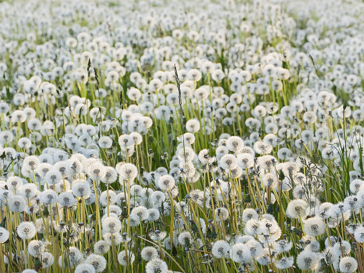 Dandelions Mural Wallpaper - pure wallpaper artwork
