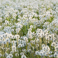 Dandelions Mural Wallpaper - pure wallpaper artwork