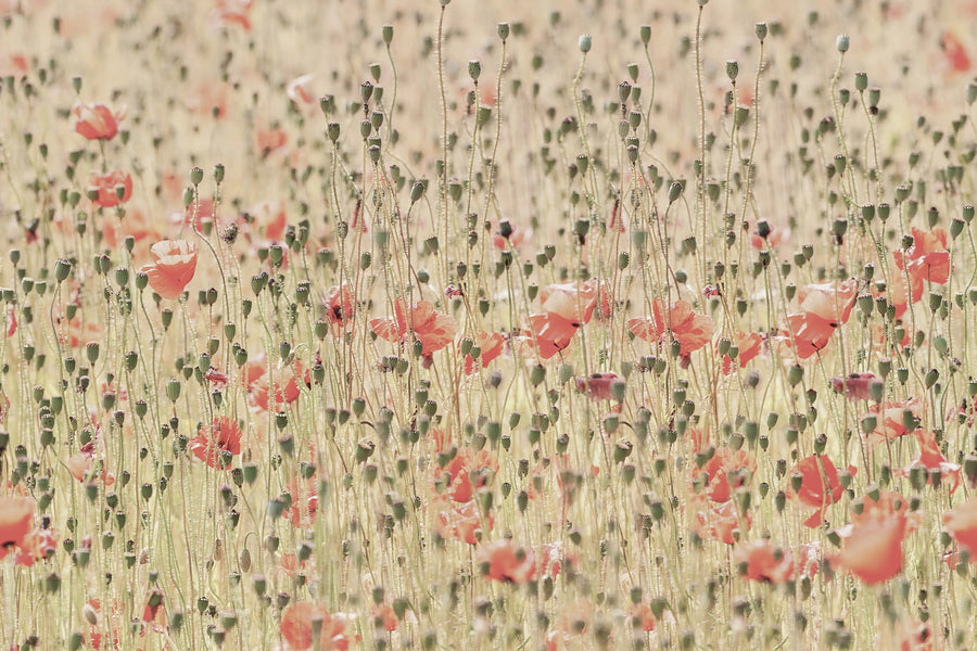 Poppies Mural Wallpaper