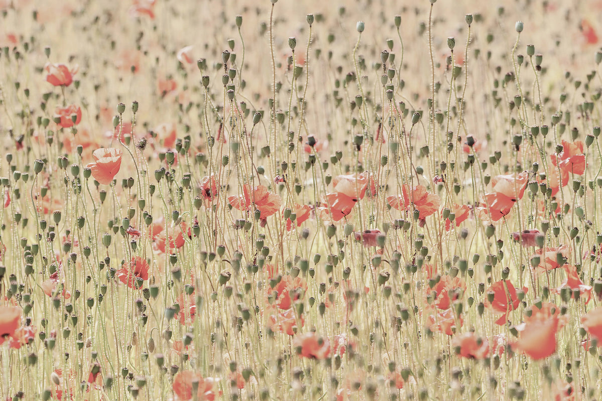 Poppies Mural Wallpaper - pure wallpaper artwork