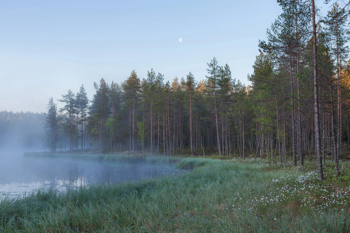 Forest Lake Mural Wallpaper - pure wallpaper artwork