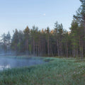 Forest Lake Mural Wallpaper - pure wallpaper artwork