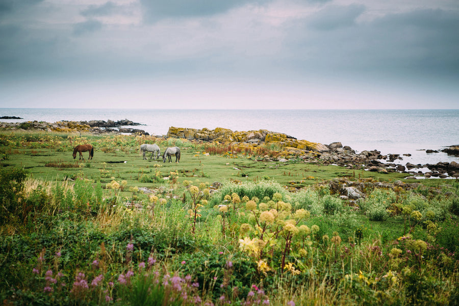 Bareback Mural Wallpaper