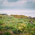 Bareback Mural Wallpaper - pure wallpaper artwork