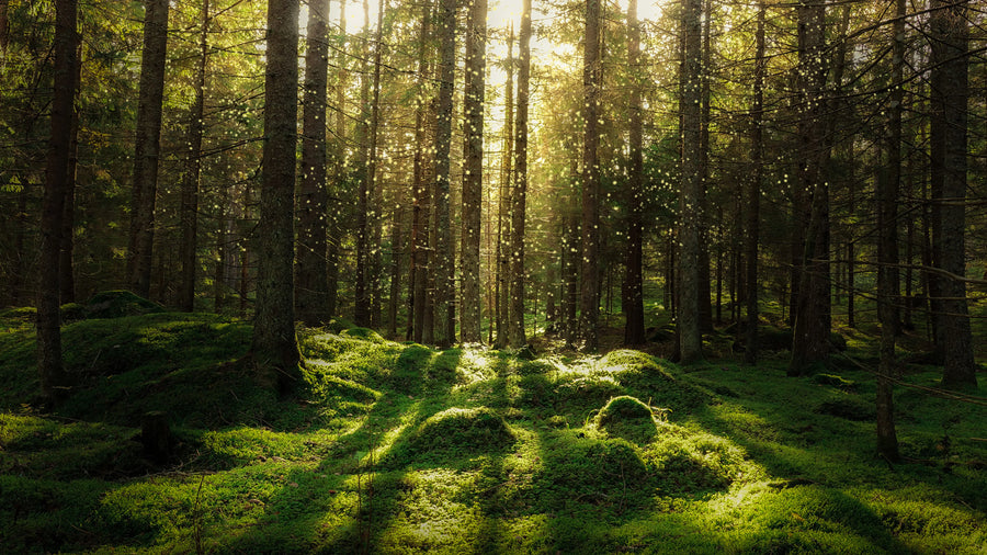 Forest Bath Mural Wallpaper