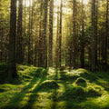 Forest Bath Mural Wallpaper - pure wallpaper artwork