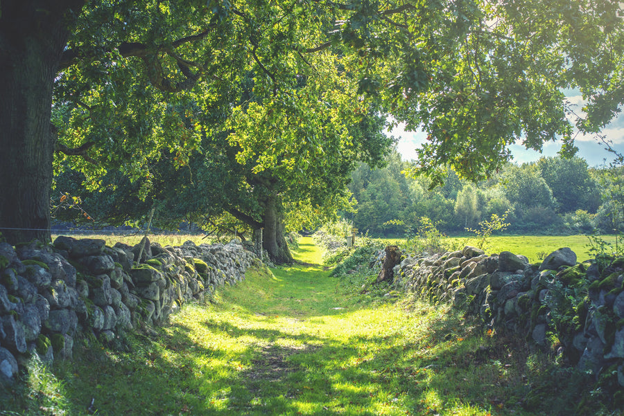 Early Summer Mural Wallpaper