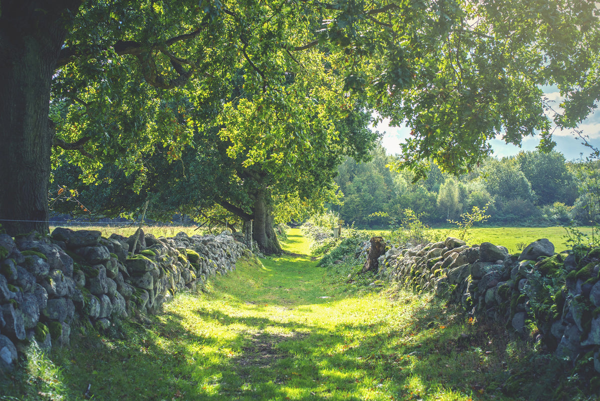 Early Summer Mural Wallpaper - pure wallpaper artwork