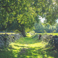 Early Summer Mural Wallpaper - pure wallpaper artwork