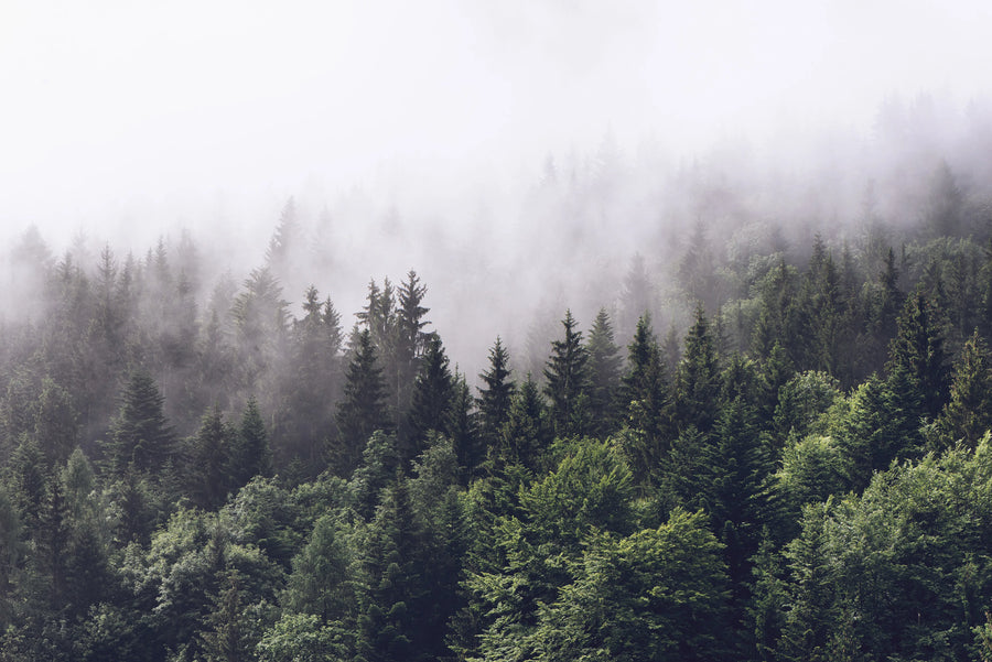 Misty Fir Forest Mural Wallpaper
