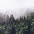 Misty Fir Forest Mural Wallpaper - pure wallpaper artwork