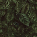 Cameroon, Fern Mural Wallpaper - pure wallpaper artwork