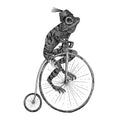Circus Animal, Franky Mural Wallpaper - pure wallpaper artwork