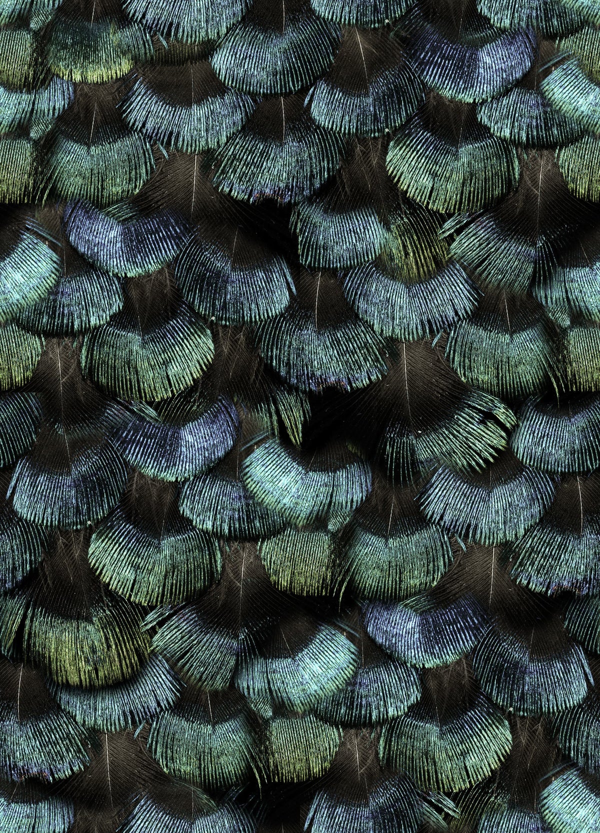 Petite Peacock Plumage, Opal Mural Wallpaper - pure wallpaper artwork