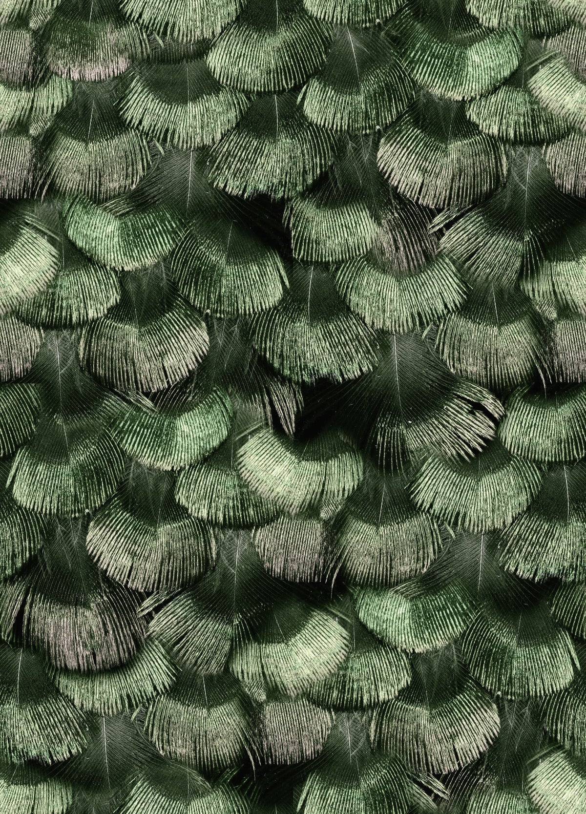 Petite Peackock Plumage, Jade Mural Wallpaper - pure wallpaper artwork