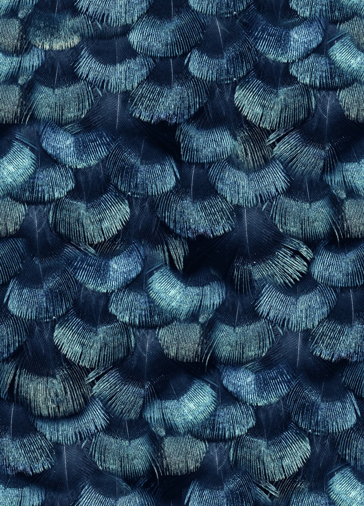 Petite Peacock Plumage, Teal Mural Wallpaper - pure wallpaper artwork