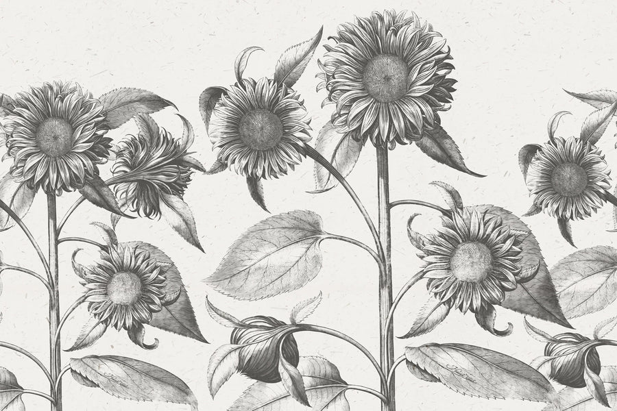 Sunflower, Beige Mural Wallpaper