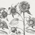 Sunflower, Beige Mural Wallpaper - pure wallpaper artwork