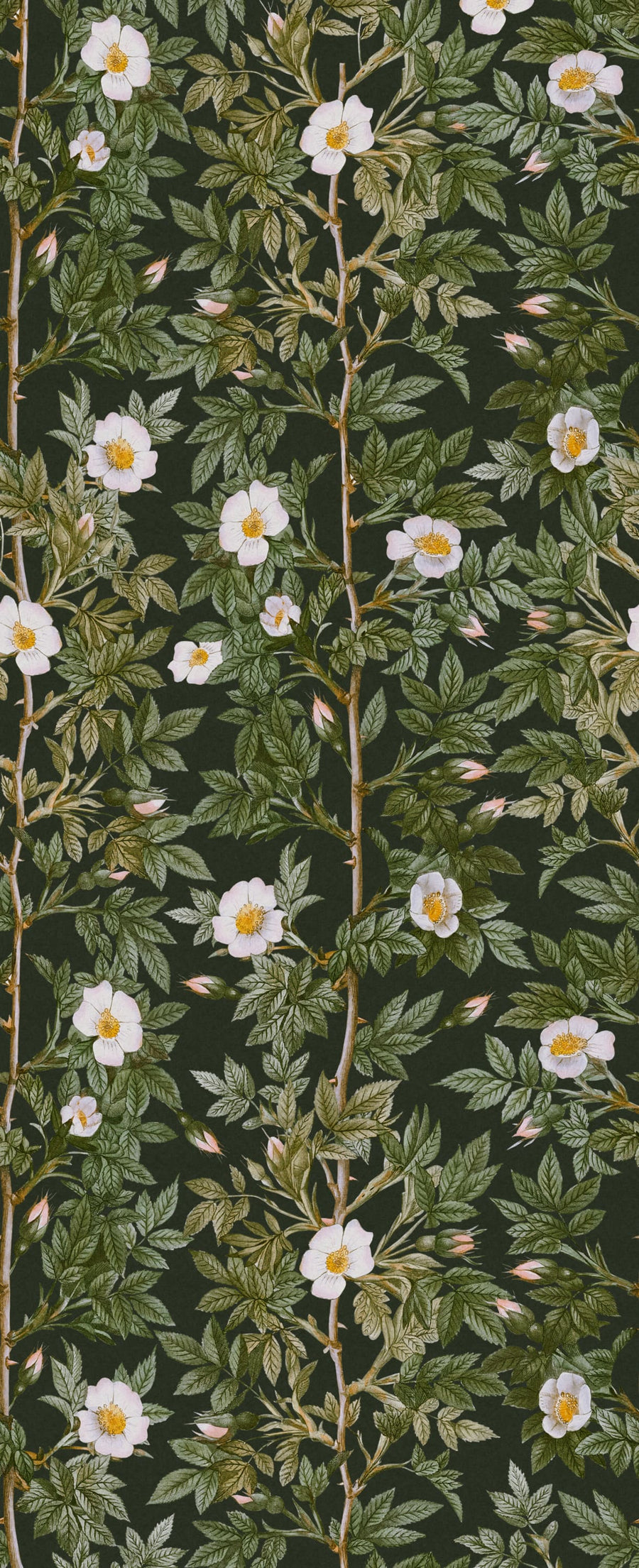 Rose Hip, Midnight Mural Wallpaper