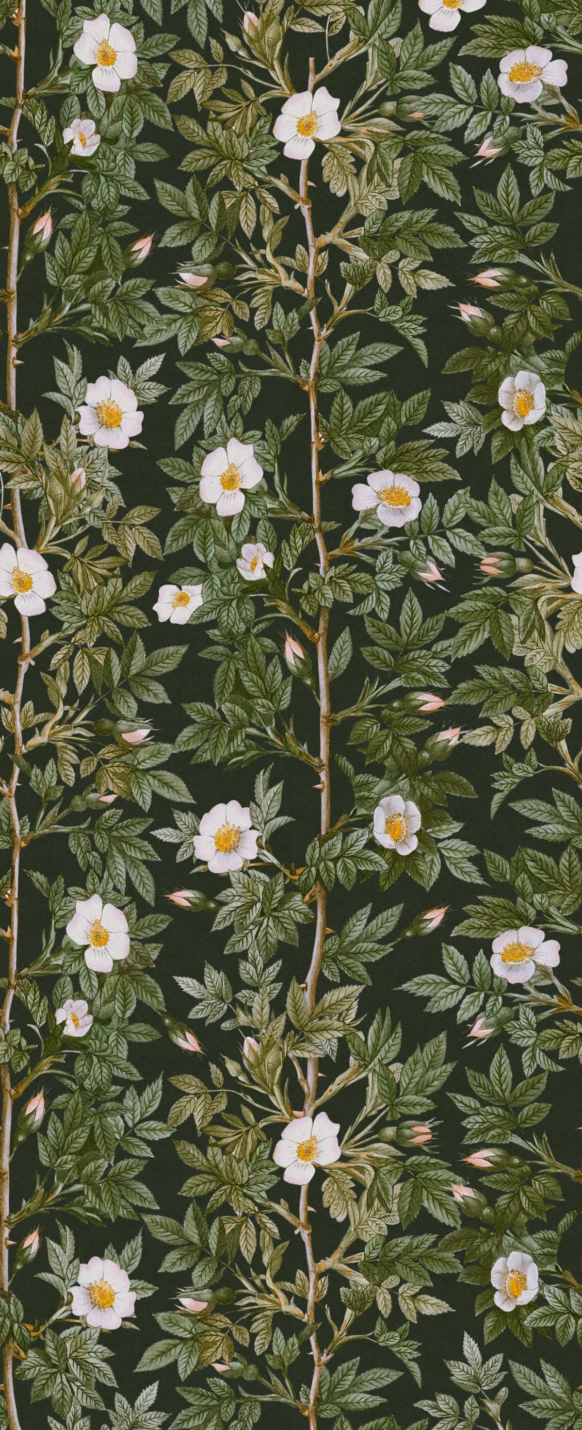 Rose Hip, Midnight Mural Wallpaper - pure wallpaper artwork