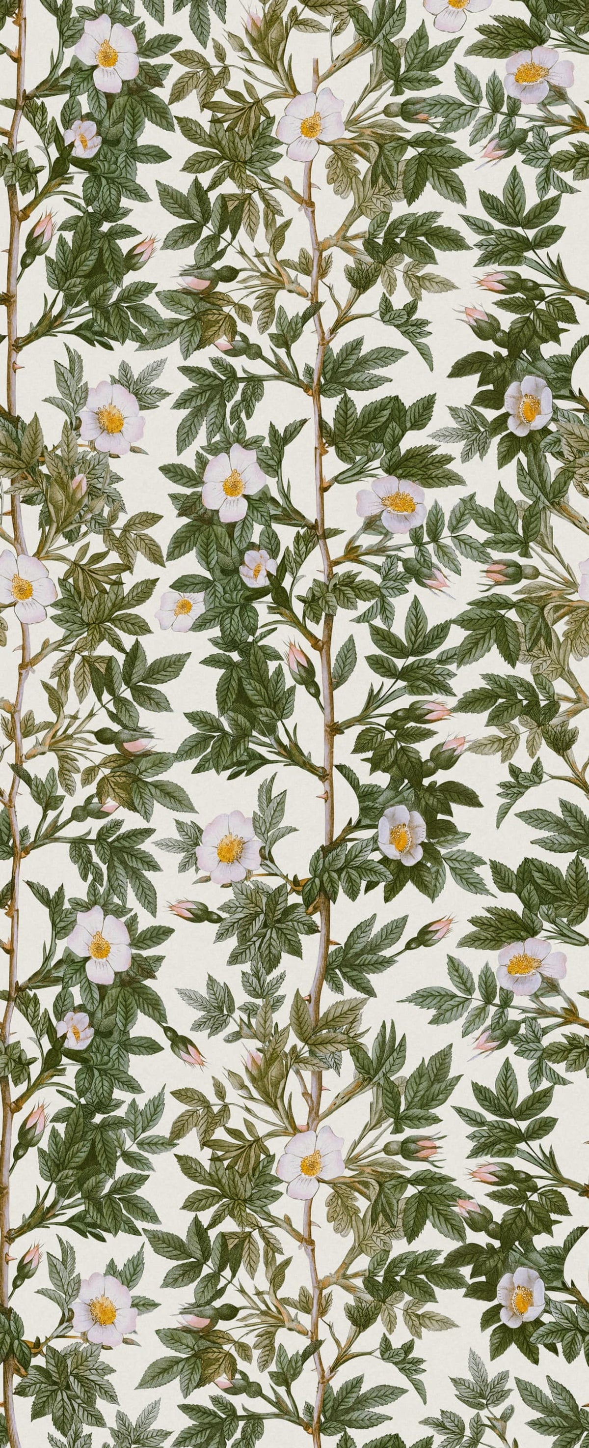 Rose Hip, Green Mural Wallpaper - pure wallpaper artwork