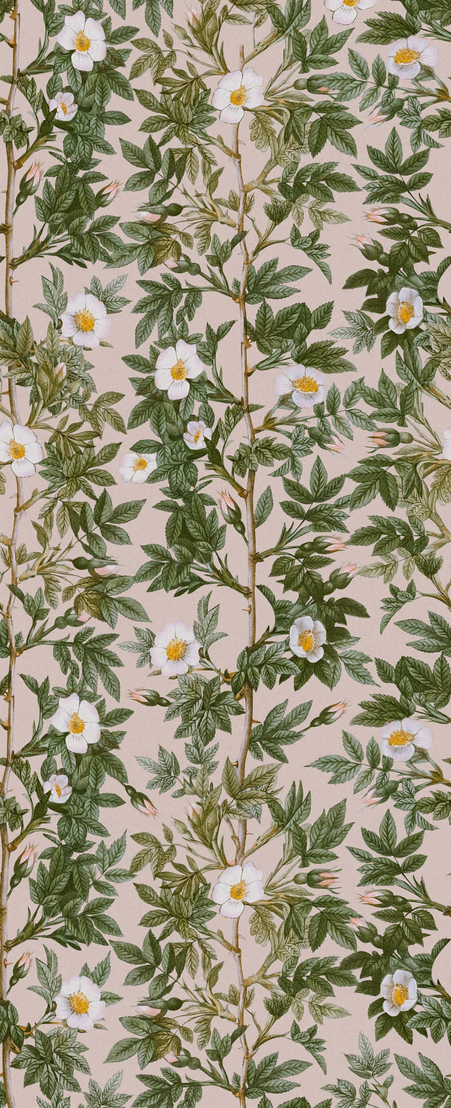 Rose Hip, Pink Mural Wallpaper