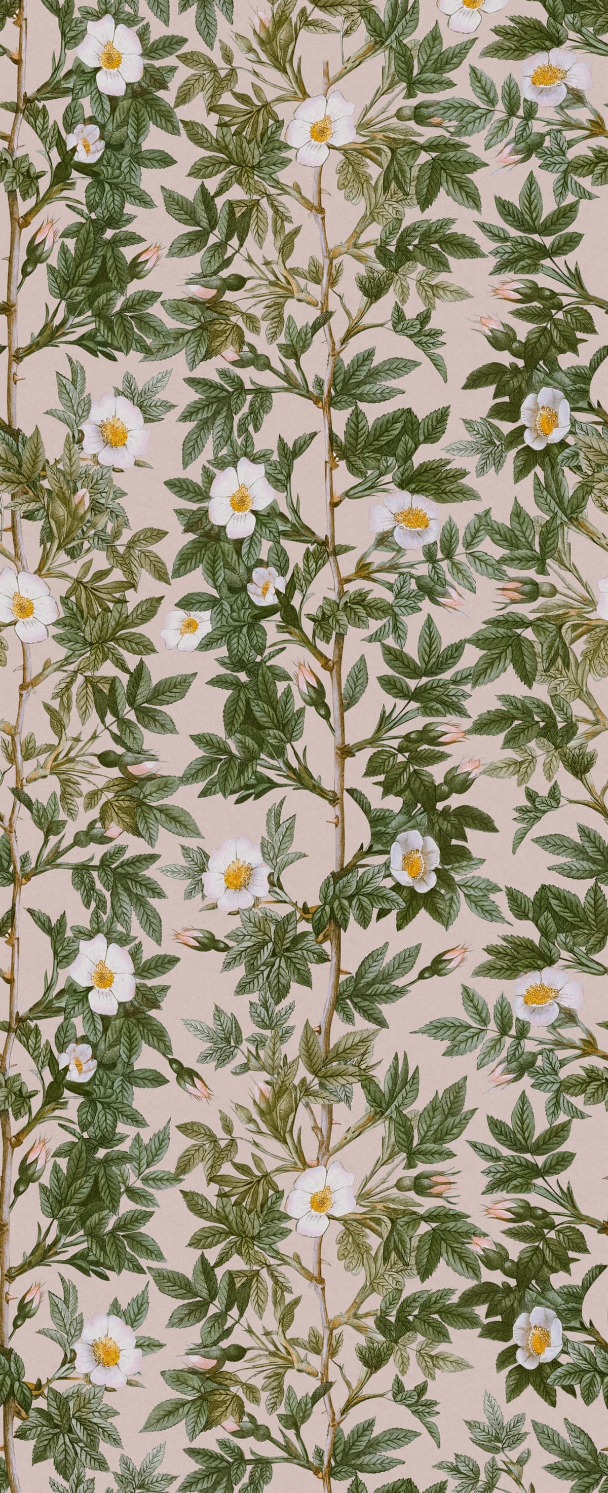 Rose Hip, Pink Mural Wallpaper - pure wallpaper artwork