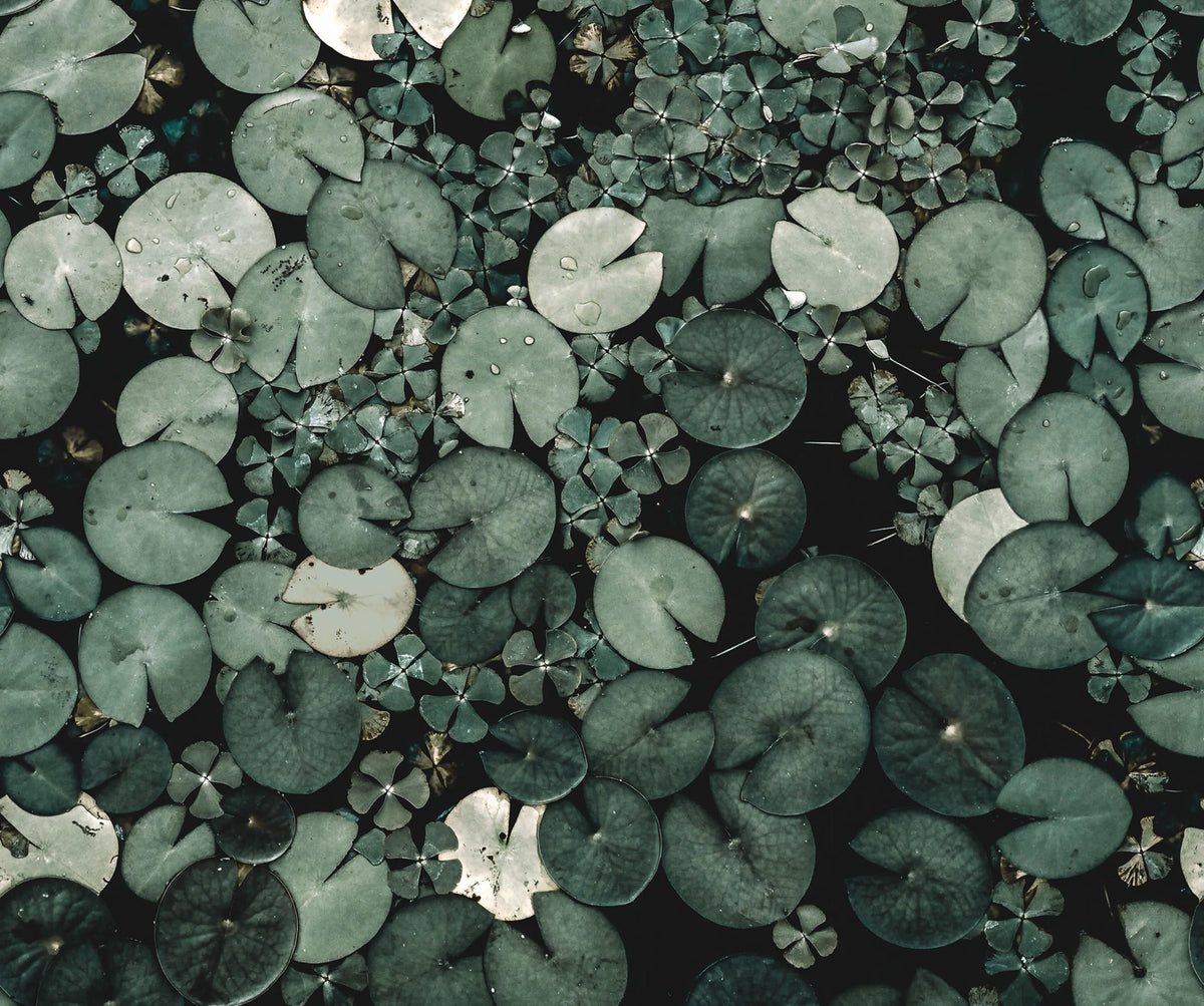 Mystic Water Lilies, Green Mural Wallpaper - pure wallpaper artwork