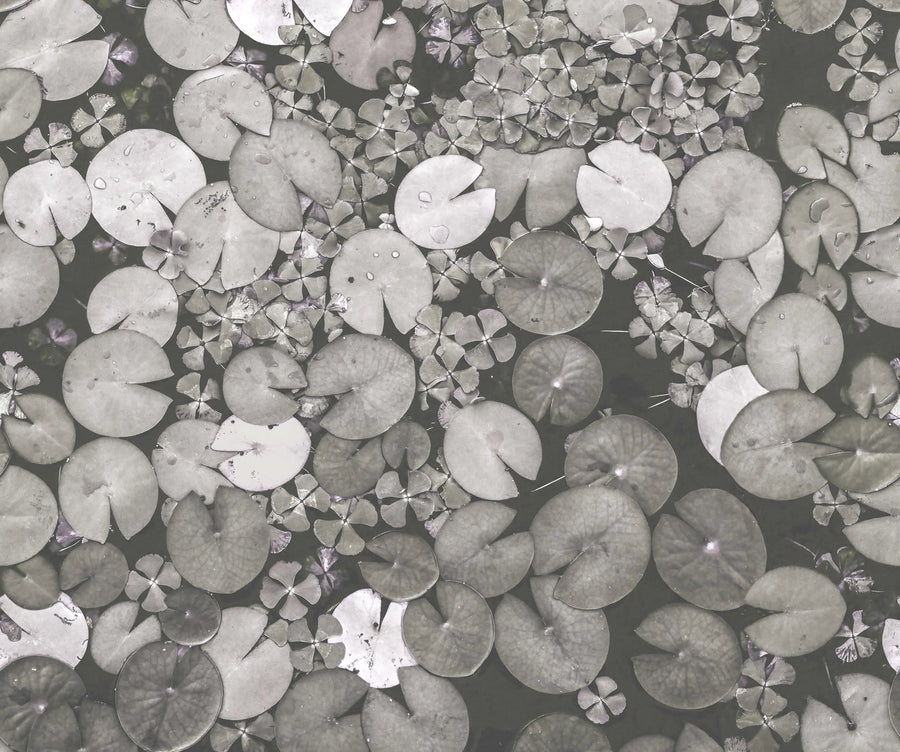Mystic Water Lilies, Black & White Mural Wallpaper