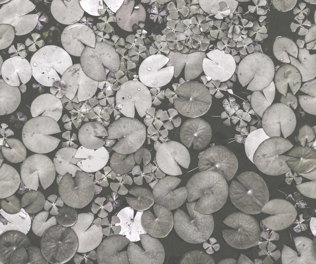 Mystic Water Lilies, Black & White Mural Wallpaper - pure wallpaper artwork