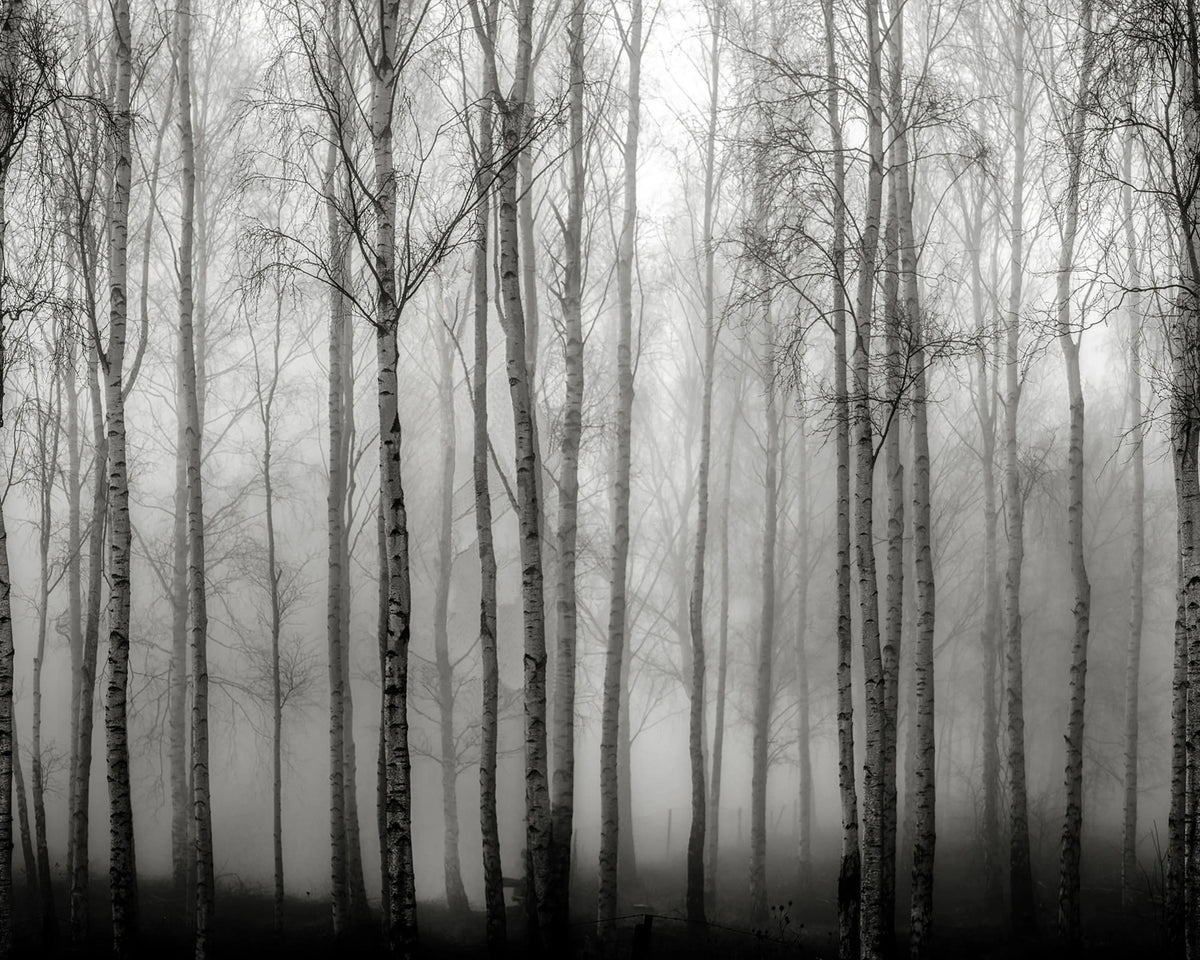 Birch Fog, Black & White Mural Wallpaper - pure wallpaper artwork